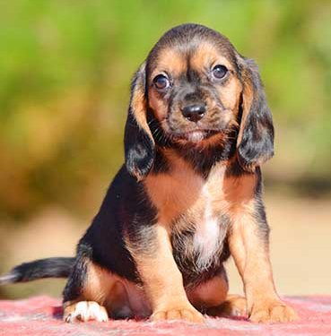 Black and tan Beaglier puppy
