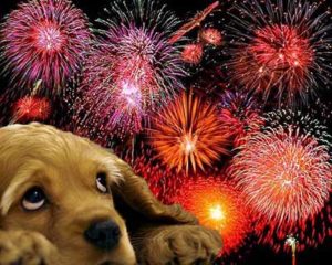 dogs scared of fireworks