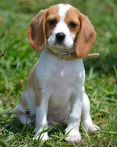 Tan and white Beaglier Puppy with collar